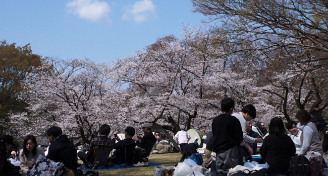 Japan Weather Cherry