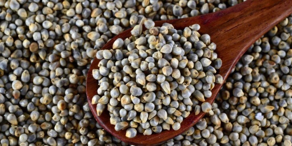 Bajra Pearl Millet