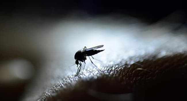 Chikungunya Virus Mosquito Copy