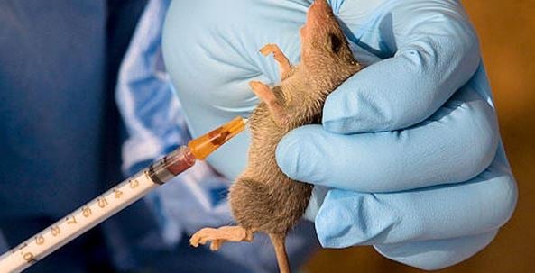 Lassa Fever 1