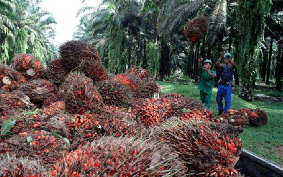 Okomu Oil Palms Profit Declines By 41 In Q3 Due To High Cost Of Sales