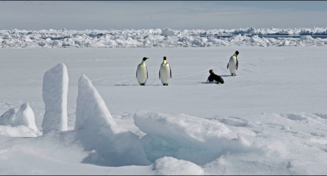 Antarctica Environment Climate Animal Penguin Antarctica Environment Climate Animal Penguin