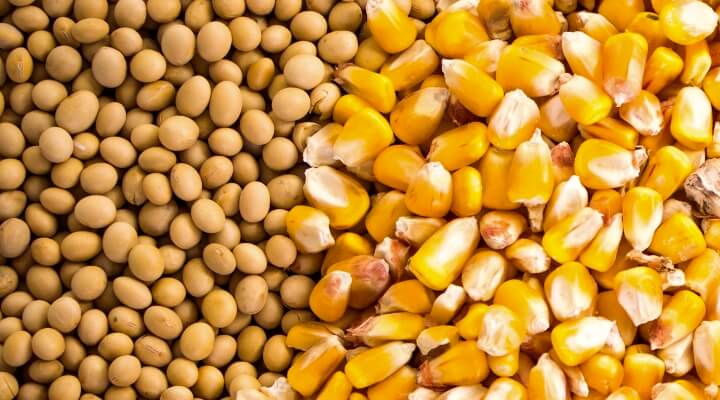 Maize Soybean